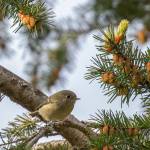 Ruby Crowned Kinglet (Photo provided by Audubon Society)