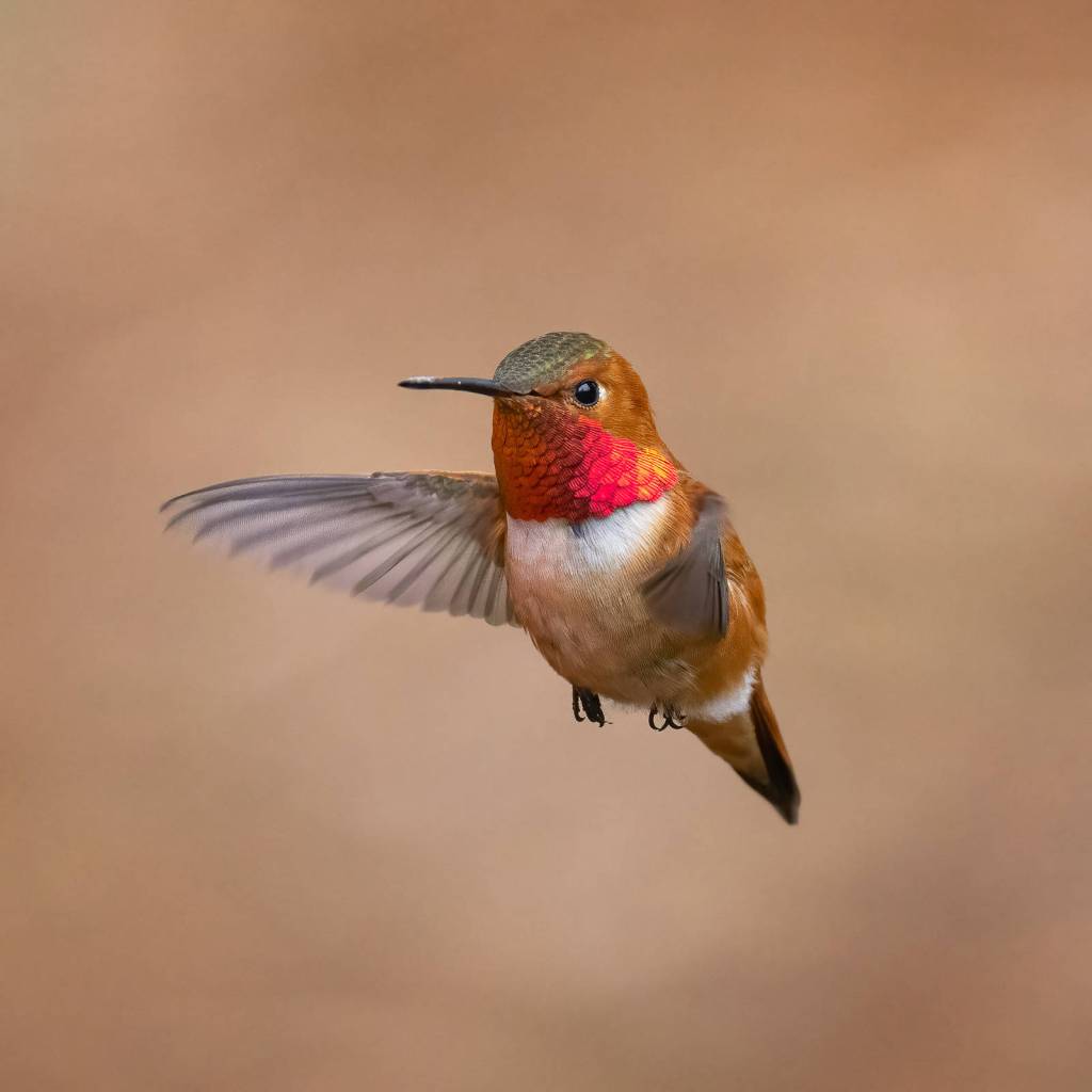 Rufous Hummingbird (Photo provided by Audubon Society)
