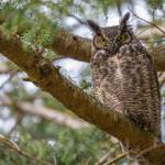 Great Horned Owl (Photo by Jann Ledbetter)