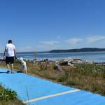 Photo by Emily Gilbert/South Whidbey Record A couple and their dog walk on the blue mats at Clinton Beach that volunteers from Island Beach Access installed for people with mobility issues. The mats cannot go all the way to the beach because of the amount of driftwood washed up by winter storms.