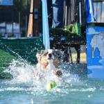 Photo by Emily Gilbert/Whidbey News-Times Tracy Dietzs Australian shepherd, Sirius, jumps in the pool after a tennis ball at her home north of Oak Harbor. She offers pool use, dog training and a play area at FluffyButt Dog Training operated out of her house.
