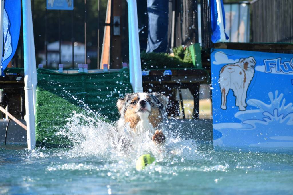 Photo by Emily Gilbert/Whidbey News-Times Tracy Dietzs Australian shepherd, Sirius, jumps in the pool after a tennis ball at her home north of Oak Harbor. She offers pool use, dog training and a play area at FluffyButt Dog Training operated out of her house.