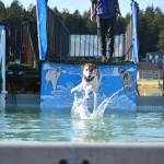Photo by Emily Gilbert/Whidbey News-Times 
Tracy Dietzs Australian shepherd, Sirius, jumps in the pool after a tennis ball at FluffyButt Dog Training..