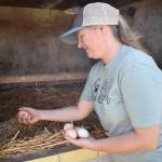 Melissa Stewart gathers some eggs at One Willow Farm in Oak Harbor. She and her husband, Mark, opened the farm last year after going through the Armed to Farm program for military veterans. Photo by Emily Gilbert/Whidbey News-Times