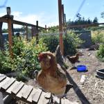 In addition to the egg-laying chickens and meat birds, Melissa Stewart also has a handful of chickens she keeps as pets. She grew up with a small flock on her familys hobby horse farm in South Dakota. Photo by Emily Gilbert/Whidbey News-Times