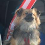 A dog rides in a truck at the parade. (Photo by Karina Andrew/Whidbey News-Times)