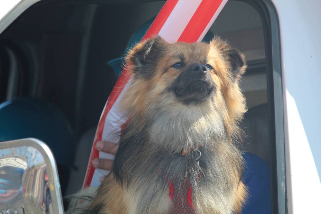 A dog rides in a truck at the parade. (Photo by Karina Andrew/Whidbey News-Times)