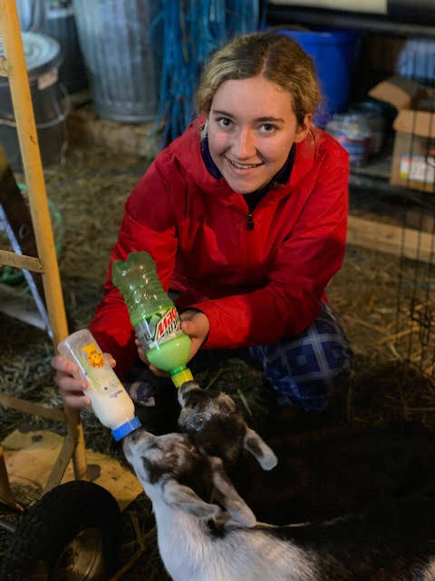 Abby Ruddell, 15, bottle-feeds two of Smudges kids.
(Photo provided)