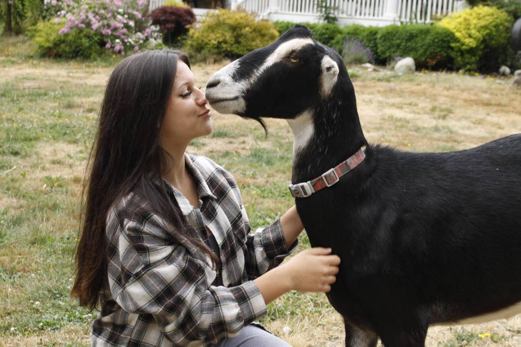 Photo by Kira Erickson/South Whidbey Record
Kayla Bodenhafer, 15, with Kenny, a goat who broke his leg and avoided a death sentence earlier this year. The Bodenhafers refused to put him down and instead made him a cast. In years past, he has been at the Whidbey Island Fair.