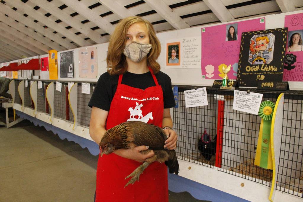 Maegan Donier, 10, holds Scramble, one of five of her 4-H chickens. (Photo by Kira Erickson/South Whidbey Record)