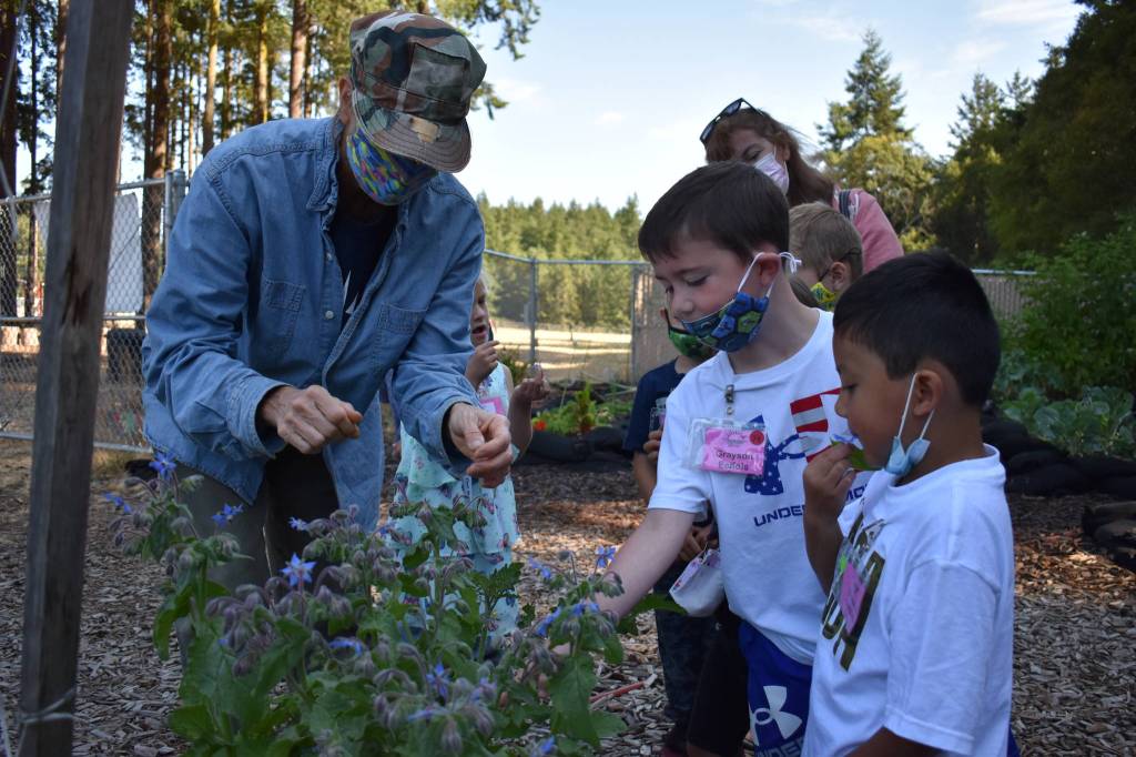 Photo by Emily Gilbert/Whidbey News-Times
Incoming first grade students got a taste of gardening by sampling borage flowers during a summer learning program at Olympic View Elementary in Oak Harbor on Wednesday.