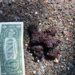 Photo provided
A Forest Lane resident sent this photo of scat to the state Department of Fish and Wildlife, which has confirmed that the droppings could belong to a bear  or a coyote.
