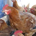 Reservations can be made online to secure a chicken during the next round of harvesting. (Photo by Kira Erickson/South Whidbey Record)