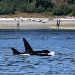 Orcas make a splash in front of Possession Sound Preserve only a few days after the South Whidbey preserve opened this summer. (Photo by Jill Hein)