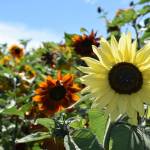 Photo by Emily Gilbert/Whidbey News-Times
Visitors can pick their own sunflowers in hues of burgundy, gold, butter and many shades in between at K & R Farms on North Whidbey.