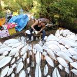 Jenni Ward installs the more than 300 pieces of Spore Patterns by hand at the Price Sculpture Forest. (Photo by Karina Andrew/Whidbey News-Times)