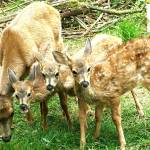 Photo provided by Diane Jhueck
Whidbey residents have been reporting a higher number of deer deaths this summer than usual to the state Department of Fish and Wildlife. A biologist for the department said there could be many possible causes of death, including a virus.