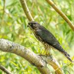 This merlin was spotted at Greenlake in Seattle. Merlins are just one of around 12 species of raptors commonly sighted on Whidbey Island. (Photo provided by Whidbey Audubon Society)