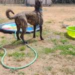 Photo provided by Shari Bibich
Chewbacca is affectionate, playful and full of energy. He is up for adoption at the Whidbey Animal Improvement Foundation after being abandoned in a field off Highway 20 near Coupeville.