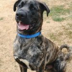 Chewbacca is affectionate, playful and full of energy. He is up for adoption at the Whidbey Animal Improvement Foundation after being abandoned in a field off Highway 20 near Coupeville. (Photo provided by Shari Bibich)