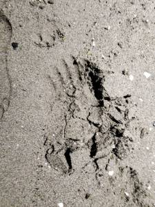 Photo provided
This photo of bear tracks on the beach was captured near Randall Point in Clinton last week.