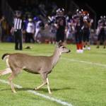 Photo by John Fisken
A doe and her fawn briefly joined the Coupeville High School football game Friday night, before running off the field.