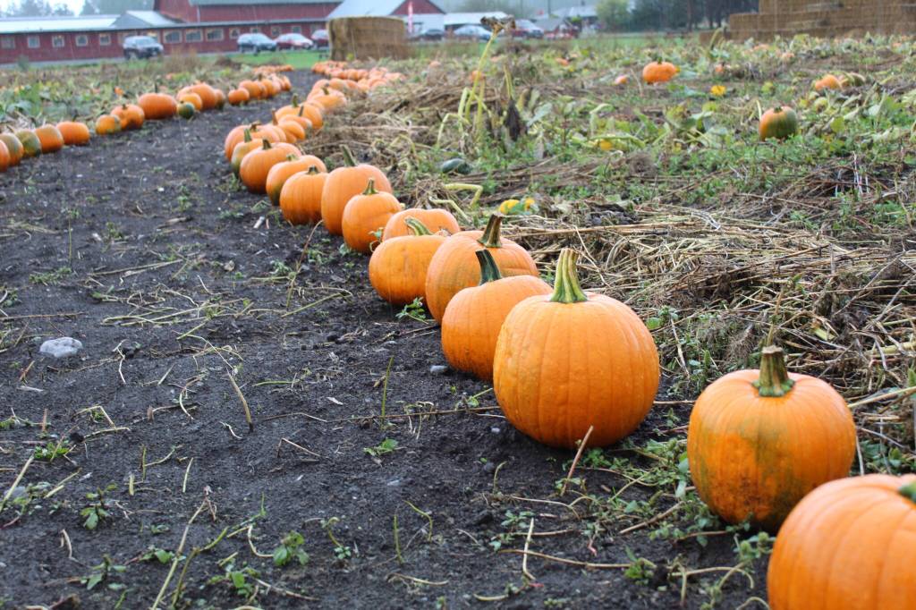 The Whidbey Farm and Market pumpkin patch will be open all month long.