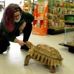 Morgan Smith, an employee from Pickles Deli, feeds Raja the tortoise a banana in Critters & Co. Pet Center.