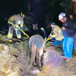 Photo provided
Responders from North Whidbey Fire and Rescue and the Navy rescue 24-year-old Ruby from a trench Nov. 11.