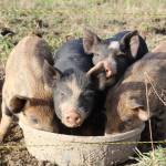 The Crowders raise several types of pigs on the 1902 Ranch. (Photo by Karina Andrew/Whidbey News Group)