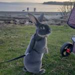 Benjamin the bunny visited Whidbey beaches and events with his owner, Lacey Winberry, to spark some joy during another long pandemic year. (File photo by Lacey Winberry)