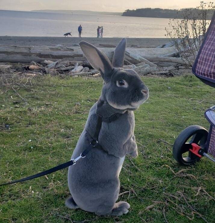 Benjamin the bunny visited Whidbey beaches and events with his owner, Lacey Winberry, to spark some joy during another long pandemic year. (File photo by Lacey Winberry)
