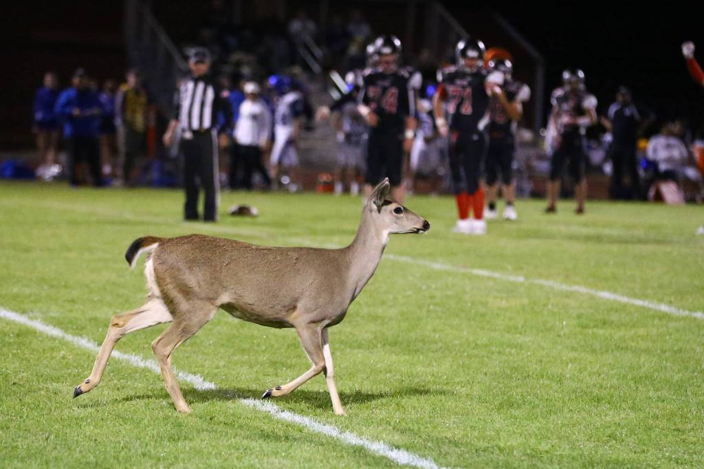 A pair of deer interrupted a Coupeville football game. (John Fisken file photo)