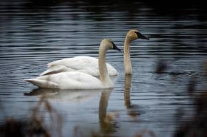 swans