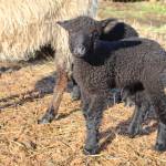 Photo by Karina Andrew/Whidbey News-Times
This seasons lambs all have drink-themed names.
