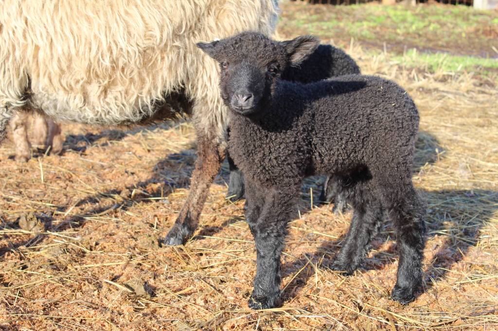 Photo by Karina Andrew/Whidbey News-Times
This seasons lambs all have drink-themed names.