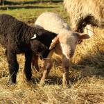 Photo by Karina Andrew/Whidbey News-Times
This seasons lambs all have drink-themed names.
