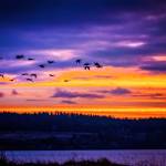 Geese fly at sunrise on Crescent Harbor. (Pamela Headridge photo)