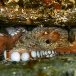 Photo by Tabitha Jacobs-Mangiafico
Giant Pacific octopuses, such as this one, can be found near Driftwood Park and the Coupeville ferry terminal on Whidbey Island.