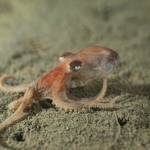 Photo by Tabitha Jacobs-Mangiafico
The smooth skin octopus is a recently discovered species living near Whidbey Island. Called a muusoctopus for its lack of ink sac, its smaller than the size of a fist. More information about octopuses can be learned at the upcoming Sound Waters University, where one presentation will be dedicated entirely to the subject.