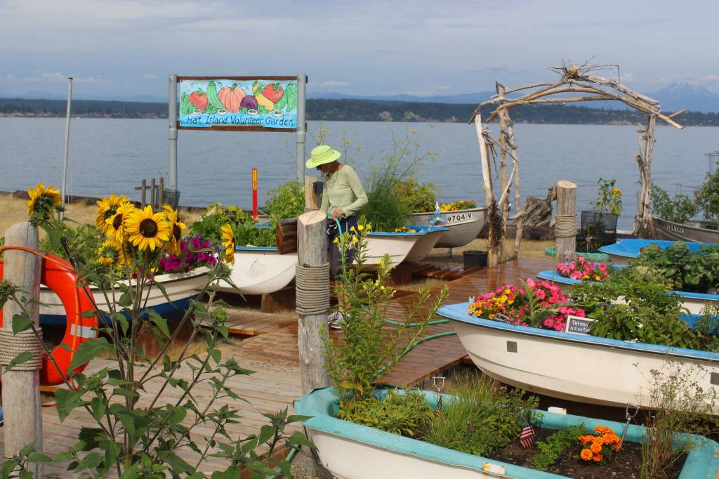 Hat Island community garden thrives during the COVID pandemic last summer. (Photo by Wendy Leigh)