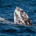 Photographer Janine Harles, a whale sighting network volunteer, spotted CRC-22, also known as Earhart, in Possession Sound in early and mid-February. Whale experts can identify individual grays by their underside flukes and dorsal ridge areas. The whales have unique markings from barnacles, sea lice and predator attacks.