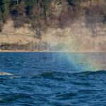 Photographer Janine Harles, a whale sighting network volunteer, spotted CRC-22, also known as Earhart, in Possession Sound in early and mid-February. Whale experts can identify individual grays by their underside flukes and dorsal ridge areas. The whales have unique markings from barnacles, sea lice and predator attacks.
