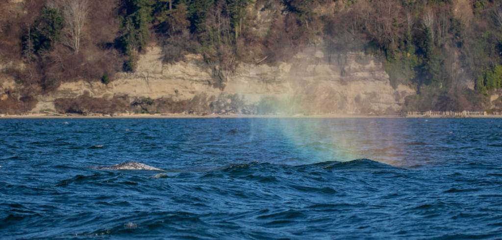 Photographer Janine Harles, a whale sighting network volunteer, spotted CRC-22, also known as Earhart, in Possession Sound in early and mid-February. Whale experts can identify individual grays by their underside flukes and dorsal ridge areas. The whales have unique markings from barnacles, sea lice and predator attacks.