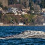 Photo by Janine Harles/Orca Network Whale Sighting Network