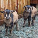 San Clemente Island goats are distinct from other breeds in their size, coloring and deer-like movements. (Photo by Karina Andrew/Whidbey News-Times)