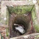 Photo provided
A horse, Blaze, became trapped after falling into a well on a North Whidbey property March 2.