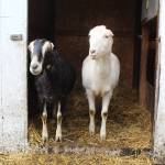 These goats live at Harbor Acres farm, where owner Sheena Bodenhafer makes their milk into moisturizing soap. (Photo by Karina Andrew/Whidbey News-Times)