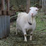 These goats live at Harbor Acres farm, where owner Sheena Bodenhafer makes their milk into moisturizing soap. (Photo by Karina Andrew/Whidbey News-Times)