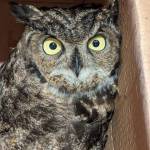Photo provided
Scooter the great horned owl warms up after Linda and Jim Latham rescued it from the Christmas snow.